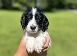 ENGLISH COCKER SPANIELS - FIELD BRED ENGLISH COCKER SPANIELS - FIELD BRED