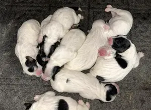 TOP CITY ENGLISH SETTER LITTER TOP CITY ENGLISH SETTER LITTER