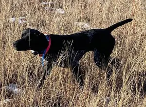 SCHWINN’S FUNKY GSP - AKC MASTER HUNTER PUPS SCHWINN’S FUNKY GSP - AKC MASTER HUNTER PUPS