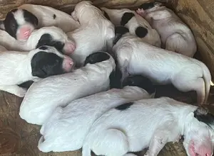 ENGLISH SETTER LITTER ENGLISH SETTER LITTER