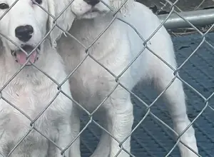 SETTER PUPS SETTER PUPS