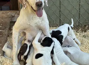 GRAND PUPS OF HALL OF FAME GUARD RAIL GRAND PUPS OF HALL OF FAME GUARD RAIL