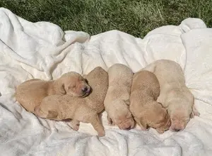 4XGMPR CHAMPION RED/YELLOW LAB PUPPIES 4XGMPR CHAMPION RED/YELLOW LAB PUPPIES