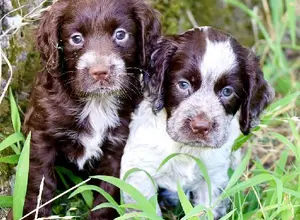 FIELD BRED ENGLISH COCKER - FEMALE PUPS FIELD BRED ENGLISH COCKER - FEMALE PUPS