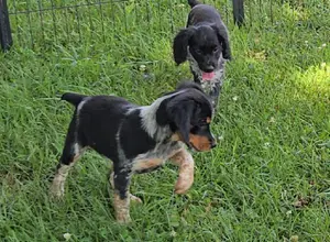 32X NSTRA NOLANS LAST BULLET BRED PUPS 32X NSTRA NOLANS LAST BULLET BRED PUPS