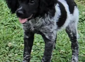 ACK/UKC REG. TATOO DU BOIS COURCOL BRED PUPS ACK/UKC REG. TATOO DU BOIS COURCOL BRED PUPS