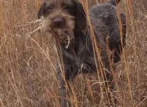 WIREHAIRED POINTING GRIFFON PUPPIES AKC REGI WIREHAIRED POINTING GRIFFON PUPPIES AKC REGI