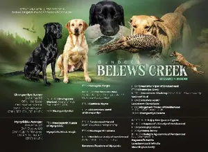 UK CHAMPION PEDIGREE IMPORT X IMPORT PUPS UK CHAMPION PEDIGREE IMPORT X IMPORT PUPS