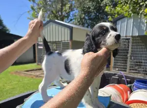 ENGLISH SETTER MALE PUP ENGLISH SETTER MALE PUP
