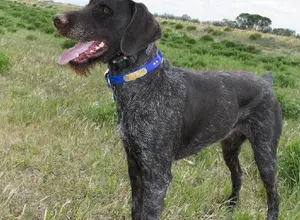 GERMAN WIREHAIR POINTER PUPPIES GERMAN WIREHAIR POINTER PUPPIES