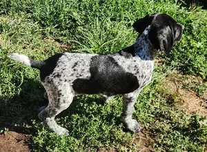 GERMAN SHORTHAIRED POINTER PUPPIES WITH AKC R GERMAN SHORTHAIRED POINTER PUPPIES WITH AKC R