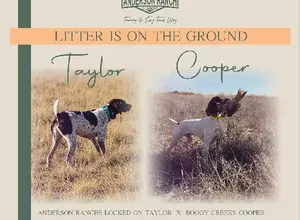 FIELD BRED GSP PUPS. FIELD BRED GSP PUPS.