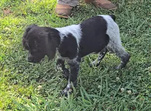 32X NSTRA NOLANS LAST BULLET BRED PUPS 32X NSTRA NOLANS LAST BULLET BRED PUPS