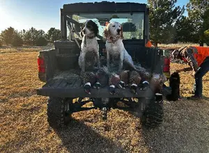 ENGLISH SETTER PUPPIES 1 FEMALES AND 1 MALE ENGLISH SETTER PUPPIES 1 FEMALES AND 1 MALE