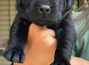 UK CHAMPION PEDIGREE IMPORT X IMPORT PUPS UK CHAMPION PEDIGREE IMPORT X IMPORT PUPS