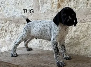 MAXIMILIAN X MILLIE / TUG MAXIMILIAN X MILLIE / TUG
