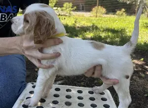 ENGLISH SETTER PUPPIES ENGLISH SETTER PUPPIES