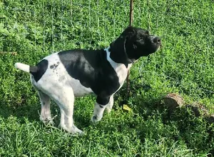 GERMAN SHORTHAIRED POINTER PUPPIES WITH AKC R GERMAN SHORTHAIRED POINTER PUPPIES WITH AKC R
