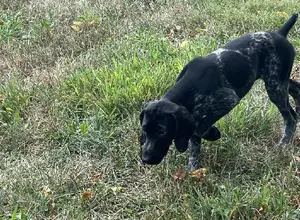 BLACK GSP FEMALE PUP CRATE TRAINED BLACK GSP FEMALE PUP CRATE TRAINED