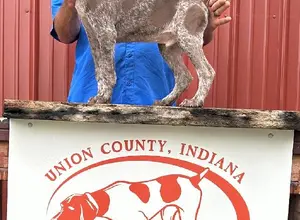 HUPPHAUS GSP PUPS FOR SALE! HUPPHAUS GSP PUPS FOR SALE!
