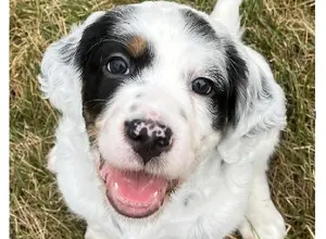 FDSB ENGLISH SETTER PUPPIES, NATL CHAMP SIRE FDSB ENGLISH SETTER PUPPIES, NATL CHAMP SIRE