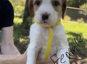 ENGLISH SETTER PUPPIES ENGLISH SETTER PUPPIES