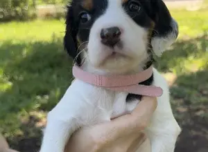 ENGLISH SETTER PUPPIES ENGLISH SETTER PUPPIES