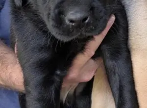 UK CHAMPION PEDIGREE IMPORT X IMPORT PUPS UK CHAMPION PEDIGREE IMPORT X IMPORT PUPS