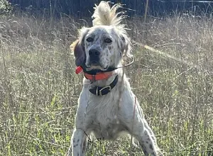 ENGLISH SETTER HUNTING COMPANION PUPPIES ENGLISH SETTER HUNTING COMPANION PUPPIES