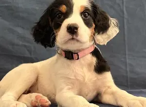 ENGLISH SETTER PUPPIES ENGLISH SETTER PUPPIES