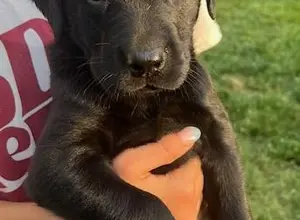 STACKED PEDIGREE IMPORT X IMPORT BRITISH LABS STACKED PEDIGREE IMPORT X IMPORT BRITISH LABS