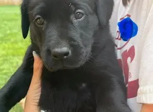 STACKED PEDIGREE IMPORT X IMPORT BRITISH LABS STACKED PEDIGREE IMPORT X IMPORT BRITISH LABS