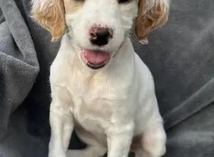 ENGLISH SETTER PUPPIES 1MALE &1 FEMALE LEFT ENGLISH SETTER PUPPIES 1MALE &1 FEMALE LEFT