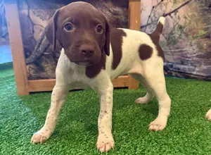FIELD BRED GSP PUPS. FIELD BRED GSP PUPS.
