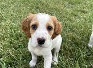 ENGLISH SETTER PUPPIES 1MALE &1 FEMALE LEFT ENGLISH SETTER PUPPIES 1MALE &1 FEMALE LEFT
