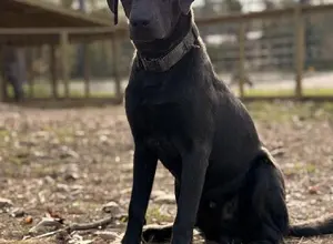 YOUNG LABRADOR YOUNG LABRADOR