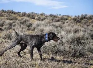 GERMAN WIREHAIR POINTER PUPPIES GERMAN WIREHAIR POINTER PUPPIES