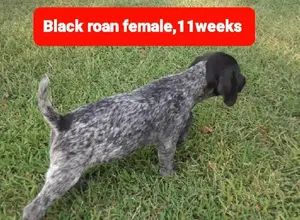 SIPES GUNDOGS KANSAS WIREHAIRS 2026 SIPES GUNDOGS KANSAS WIREHAIRS 2026