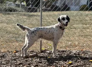 ENGLISH SETTER PUPPIES ENGLISH SETTER PUPPIES