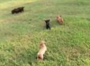 AKC ENGLISH COCKERS READY TO GO- 7 VIDEOS AKC ENGLISH COCKERS READY TO GO- 7 VIDEOS
