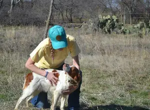 BRITTANY PUPS - BRED FOR FIELD/FAMILY BRITTANY PUPS - BRED FOR FIELD/FAMILY