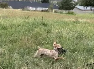 STARTED ENGLISH COCKER SPANIEL STARTED ENGLISH COCKER SPANIEL