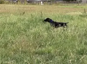 STARTED GSP BY DUAL CHAMPION SIRE CH.JH DAM STARTED GSP BY DUAL CHAMPION SIRE CH.JH DAM