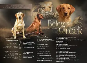 UK CHAMPION PEDIGREE IMPORT X IMPORT PUPS UK CHAMPION PEDIGREE IMPORT X IMPORT PUPS