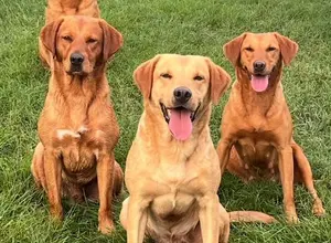 UK CHAMPION PEDIGREE IMPORT X IMPORT PUPS UK CHAMPION PEDIGREE IMPORT X IMPORT PUPS