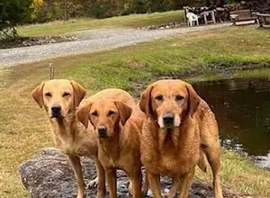 UK CHAMPION PEDIGREE IMPORT X IMPORT PUPS UK CHAMPION PEDIGREE IMPORT X IMPORT PUPS