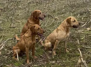 UK CHAMPION PEDIGREE IMPORT X IMPORT PUPS UK CHAMPION PEDIGREE IMPORT X IMPORT PUPS