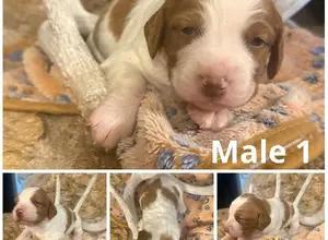 BRITTANY PUPS - BRED FOR FIELD/FAMILY BRITTANY PUPS - BRED FOR FIELD/FAMILY