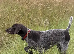 TRAINED GERMAN SHORTHIARED POINTERS. TRAINED GERMAN SHORTHIARED POINTERS.