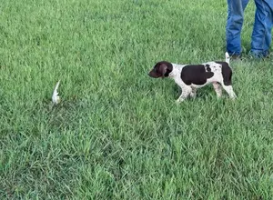 GUNNER KILLER KAISER & RAMBLIN RUBY GUNNER KILLER KAISER & RAMBLIN RUBY
